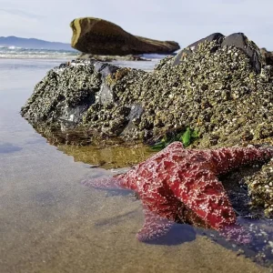 Explore Wild coast & majestic forests for 16 days with DERTOUR and discover unforgettable experiences - Photo 10