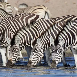 Explore Victoria Falls & Safari Adventure from Victoria Falls/to Kasane for 7 days with DERTOUR and discover unforgettable experiences - Photo 2