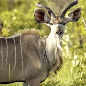 Explore Best of South Africa (Private Tour) Johannesburg - Cape Town for 14 days with DERTOUR and discover unforgettable experiences - Photo 4