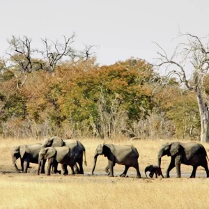 Explore Victoria Falls & Safari Adventure from Victoria Falls/to Kasane for 7 days with DERTOUR and discover unforgettable experiences - Photo 3