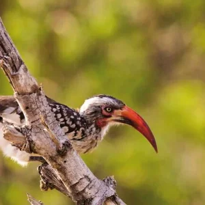 Explore Victoria Falls & Safari Adventure from Victoria Falls/to Kasane for 7 days with DERTOUR and discover unforgettable experiences - Photo 4