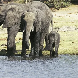 Explore Victoria Falls & Safari Adventure from Victoria Falls/to Kasane for 7 days with DERTOUR and discover unforgettable experiences - Photo 5