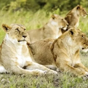 Explore Best of South Africa (Private Tour) Johannesburg - Cape Town for 14 days with DERTOUR and discover unforgettable experiences - Photo 8