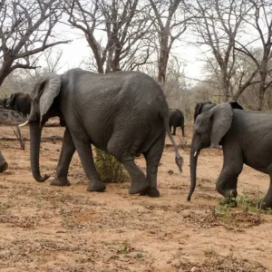 Explore Victoria Falls & Safari Adventure from Victoria Falls/to Kasane for 7 days with DERTOUR and discover unforgettable experiences - Photo 8