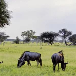 Explore Victoria Falls & Safari Adventure from Victoria Falls/to Kasane for 7 days with DERTOUR and discover unforgettable experiences - Photo 9