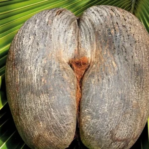 Explore Island Hopping Seychelles (incl. hotels, private flight and boat transfers, 8 nights) for 9 days with DERTOUR and discover unforgettable experiences - Photo 7