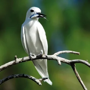 Explore Island Hopping Seychelles (incl. hotels, private flight and boat transfers, 8 nights) for 9 days with DERTOUR and discover unforgettable experiences - Photo 8