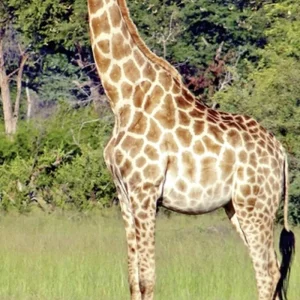 Explore Victoria Falls & Safari Adventure from/to Victoria Falls for 7 days with DERTOUR and discover unforgettable experiences - Photo 2