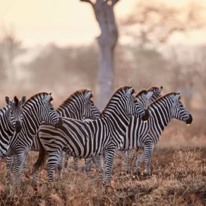 Explore South Africa to stay (Johannesburg-Cape Town) for 20 days with DERTOUR and discover unforgettable experiences - Photo 6