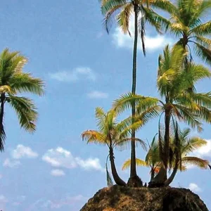 Explore Corcovado National Park for 3 days with DERTOUR and discover unforgettable experiences - Photo 2