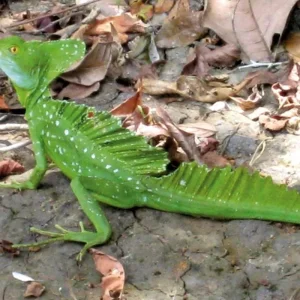 Explore Corcovado National Park for 3 days with DERTOUR and discover unforgettable experiences - Photo 5