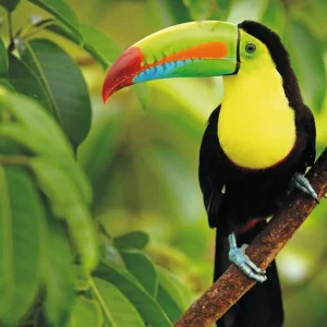 Explore Corcovado National Park for 3 days with DERTOUR and discover unforgettable experiences - Photo 6