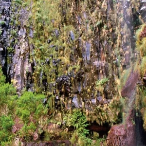 Explore The best sides of Madeira for 8 days with DERTOUR and discover unforgettable experiences - Photo 6