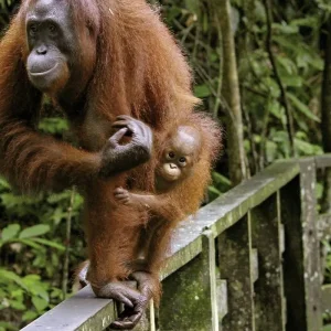 Explore Natural wonders of Borneo (Kuching-Kota Kinabalu) for 9 days with DERTOUR and discover unforgettable experiences - Photo 2