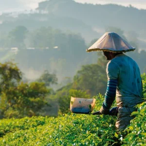 Explore Cameron Highlands nature experience (deluxe option, from/to Kuala Lumpur) for 3 days with DERTOUR and discover unforgettable experiences - Photo 6