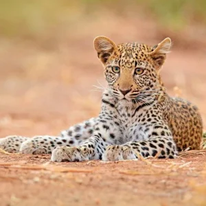 Explore Adventure Hwange National Park for 4 days with DERTOUR and discover unforgettable experiences - Photo 2