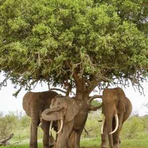 Explore Adventure Kenya (from Nairobi/to Mombasa) for 7 days with DERTOUR and discover unforgettable experiences - Photo 3