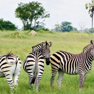 Explore Adventure Hwange National Park for 4 days with DERTOUR and discover unforgettable experiences - Photo 3