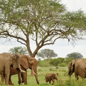 Explore Adventure Kenya (from Nairobi/to Mombasa) for 7 days with DERTOUR and discover unforgettable experiences - Photo 4