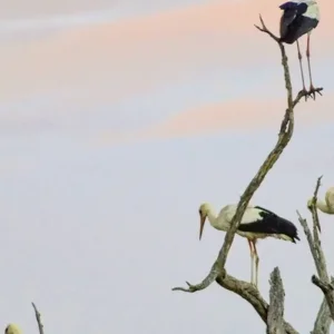 Explore Adventure Kenya (from Nairobi/to Mombasa) for 7 days with DERTOUR and discover unforgettable experiences - Photo 6