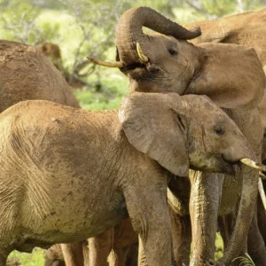 Explore Adventure Kenya (from Nairobi/to Mombasa) for 7 days with DERTOUR and discover unforgettable experiences - Photo 10