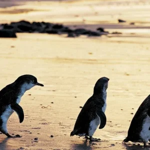 Explore Experience Melbourne (4 destinations) for 5 days with DERTOUR and discover unforgettable experiences - Photo 3