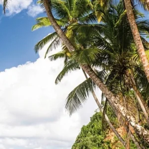 Explore Discover Dominica's treasures for yourself for 8 days with DERTOUR and discover unforgettable experiences - Photo 8