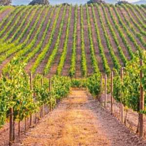 Explore Portugal's Highlights - From Porto to the Algarve for 11 days with DERTOUR and discover unforgettable experiences - Photo 6