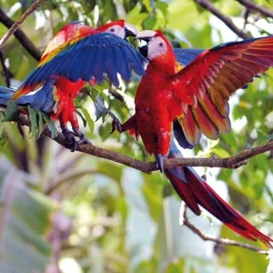 Explore Costa Rica - Off the beaten track for 9 days with DERTOUR and discover unforgettable experiences - Photo 3
