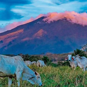 Explore Undiscovered Costa Rica for 8 days with DERTOUR and discover unforgettable experiences - Photo 3