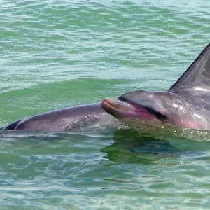 Explore West Coast on your own (Perth - Broome, 11 nights) for 12 days with DERTOUR and discover unforgettable experiences - Photo 2