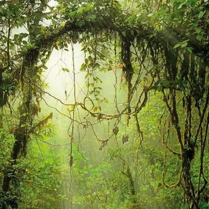 Explore Undiscovered Costa Rica for 8 days with DERTOUR and discover unforgettable experiences - Photo 8