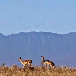 Explore South Africa a la carte for 14 days with DERTOUR and discover unforgettable experiences - Photo 3