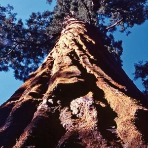 Explore Great West: Los Angeles and San Francisco for 22 days with DERTOUR and discover unforgettable experiences - Photo 3
