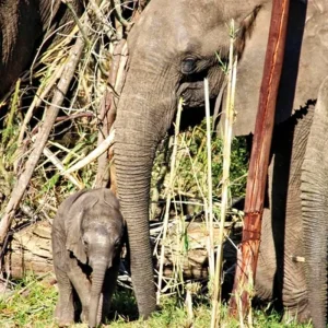 Explore South Africa a la carte for 14 days with DERTOUR and discover unforgettable experiences - Photo 6