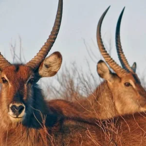 Explore South Africa a la carte for 14 days with DERTOUR and discover unforgettable experiences - Photo 8