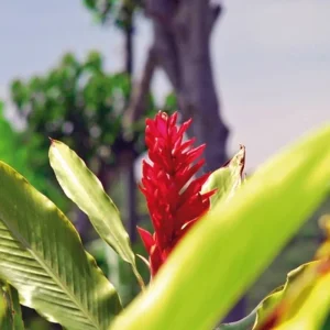 Explore Green paradise (10 nights) for 11 days with DERTOUR and discover unforgettable experiences - Photo 10