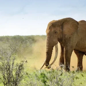 Explore Adventure Kenya (private tour) for 8 days with DERTOUR and discover unforgettable experiences - Photo 2