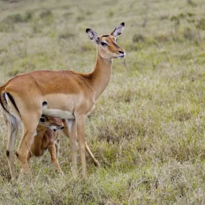 Explore Adventure Kenya (private tour) for 8 days with DERTOUR and discover unforgettable experiences - Photo 4