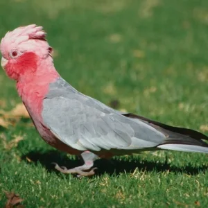 Explore Kakadu on your own for 6 days with DERTOUR and discover unforgettable experiences - Photo 3