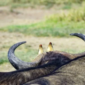 Explore Adventure Kenya (private tour) for 8 days with DERTOUR and discover unforgettable experiences - Photo 5