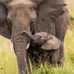 Explore Adventure Kenya (private tour) for 8 days with DERTOUR and discover unforgettable experiences - Photo 10