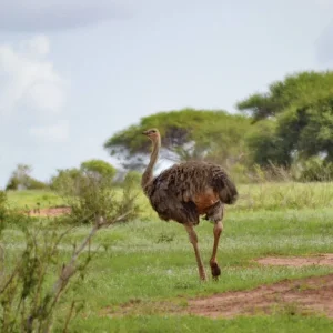 Explore Adventure Kenya (private tour) for 8 days with DERTOUR and discover unforgettable experiences - Photo 11