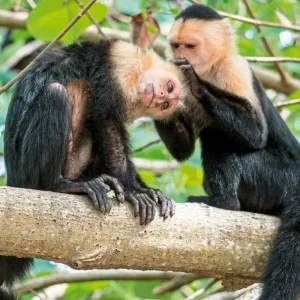 Explore Cahuita National Park for 3 days with DERTOUR and discover unforgettable experiences - Photo 5