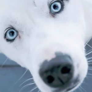 Explore Winter Adventures in Vuokatti - Vuokattinmaa Holiday Apartments for 8 days with DERTOUR and discover unforgettable experiences - Photo 11