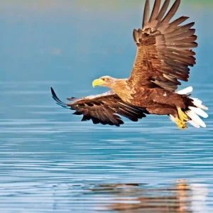 Explore Experience Lofoten - on the road on the Arctic Route for 11 days with DERTOUR and discover unforgettable experiences - Photo 9