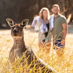 Explore Sea Dragon Kangaroo Island 4 Days for 4 days with DERTOUR and discover unforgettable experiences - Photo 3