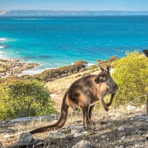 Explore Sea Dragon Kangaroo Island 3 Days for 3 days with DERTOUR and discover unforgettable experiences - Photo 5