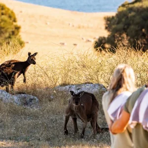 Explore Sea Dragon Kangaroo Island 4 Days for 4 days with DERTOUR and discover unforgettable experiences - Photo 5