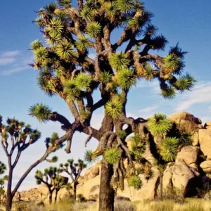 Explore Wild West Feeling (15 nights) for 16 days with DERTOUR and discover unforgettable experiences - Photo 3